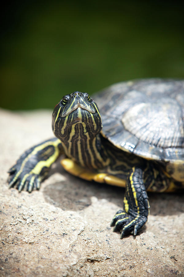 Turtle In Hong Kong Park by John Sones Singing Bowl Media