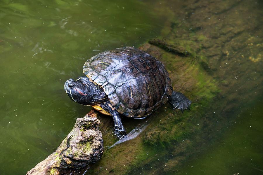 Turtle In Prospect Park Zoo, Brooklyn Digital Art by Laura Zeid - Pixels