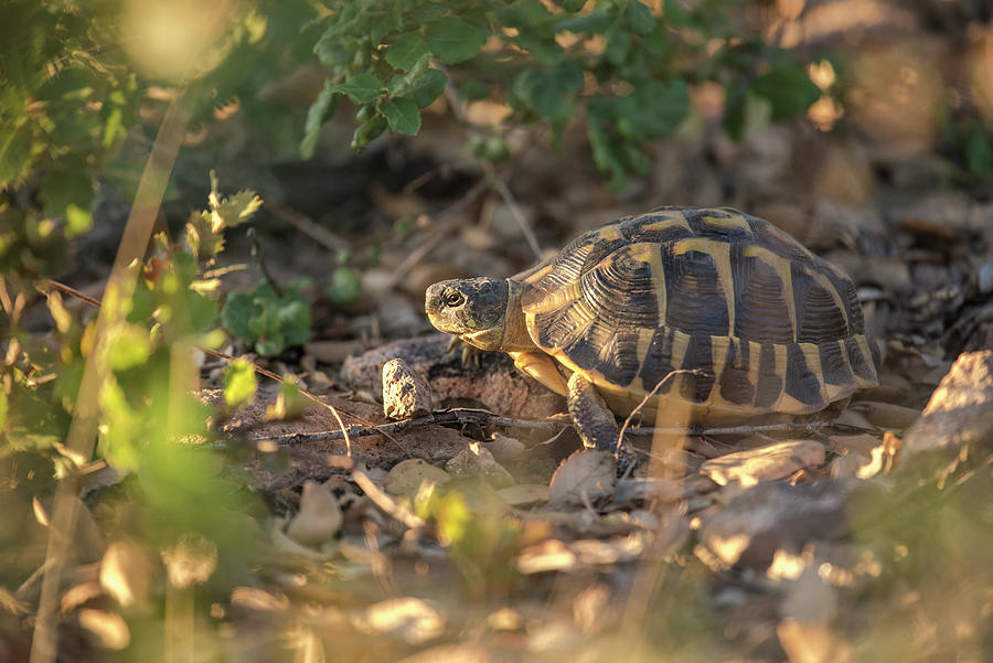 Turtle In The Evening Sun, Natural Habitat, Cork Forest, Cork Tree, Gorges Of Blavet, Cote Dazur, France Photograph by Martin Siering Photography
