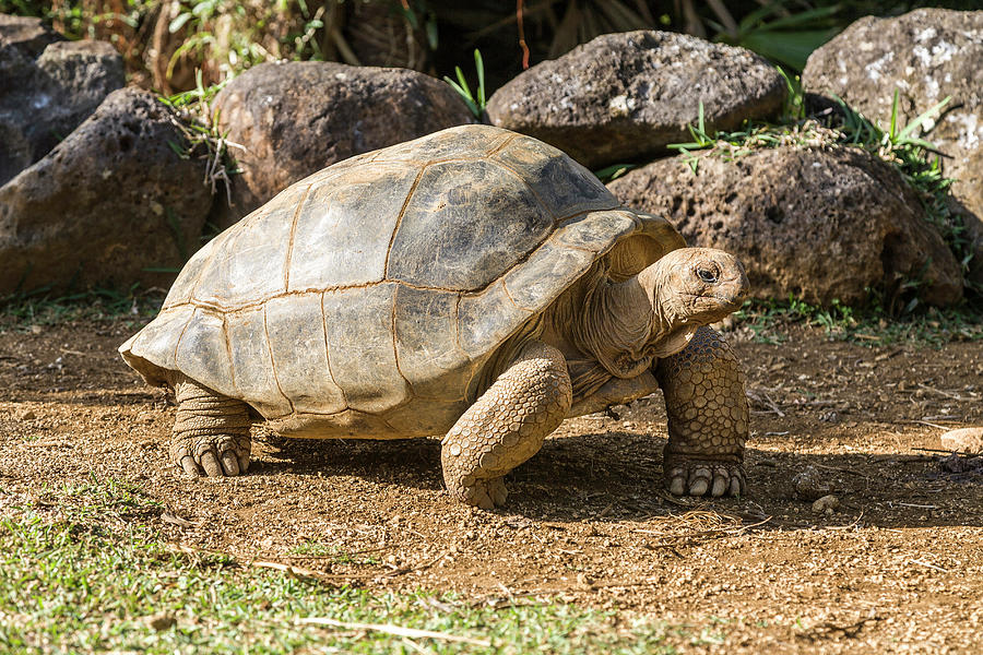 Turtle, La Vanille Nature Park, Mauritius Digital Art by Marco Arduino