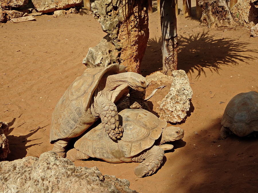 Turtle Love Photograph by Lyuba Filatova