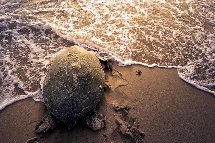 Turtle Photograph - Turtle Migration by Haitham Al Farsi