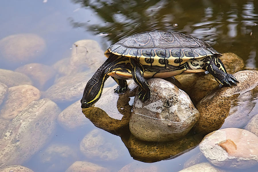 Turtle drinking water Photograph by Tatiana Travelways - Pixels