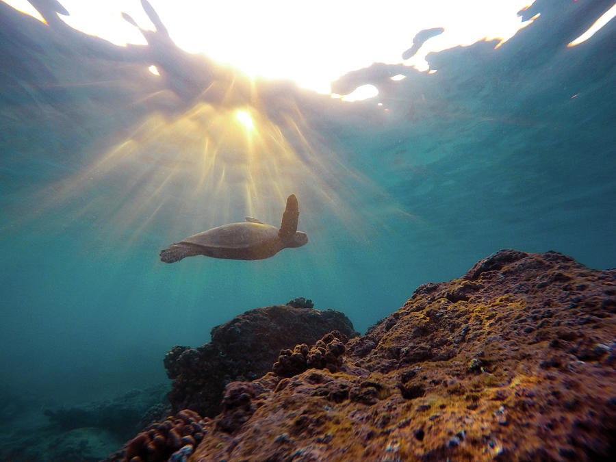 Turtle Near Rock Formation by Carlene Smith Turtle Near Rock Formation by Carlene Smith
