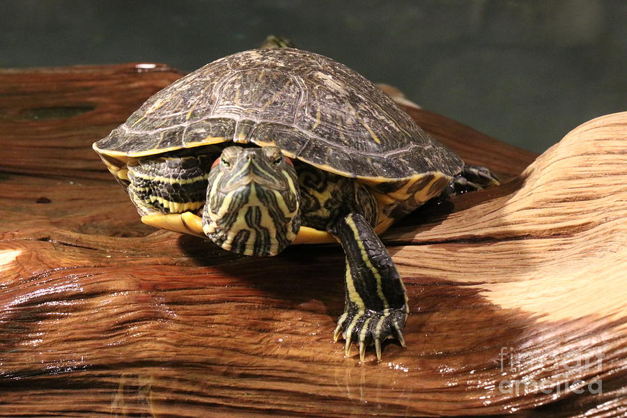 Turtle on a log Photograph by Dwight Cook