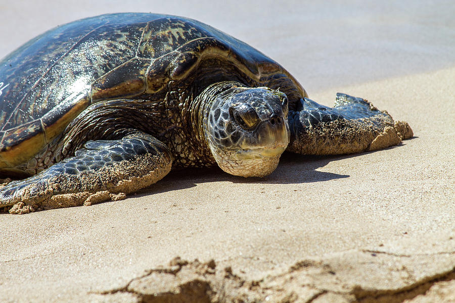 Turtle On Beach, Close-up, Hawaii Digital Art by Philip Waller - Fine ...