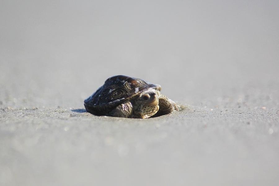 Turtle on the Beach Photograph by Kylie Jeffords