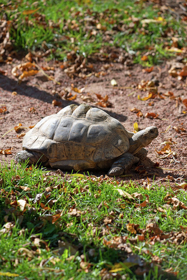 Turtle On The Move Photograph By Linda Kerkau 