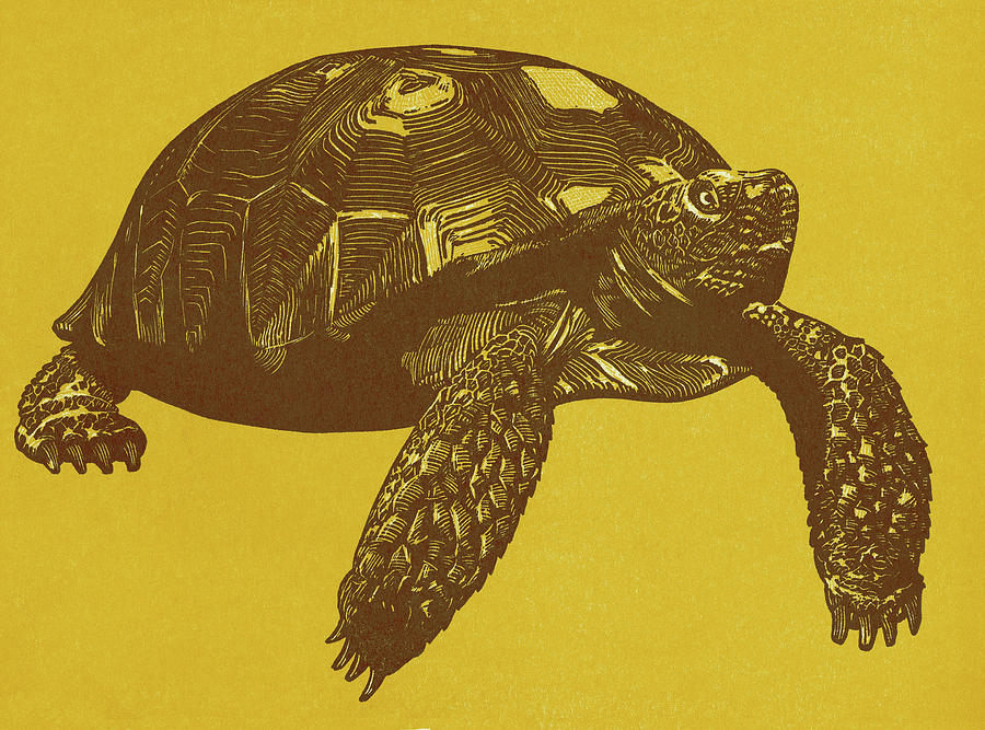 Turtle Drawing - Turtle on Yellow Background by CSA Images