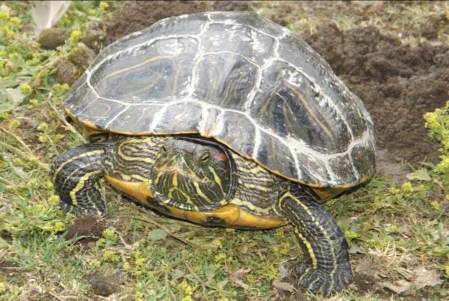 Turtle portrait Photograph by Tina Clark - Fine Art America