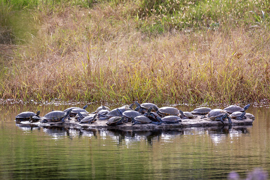 Turtle Rock Photograph by David Wagenblatt