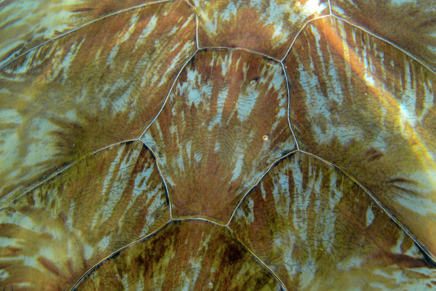 Turtle shell detail Photograph by Mark Hunter
