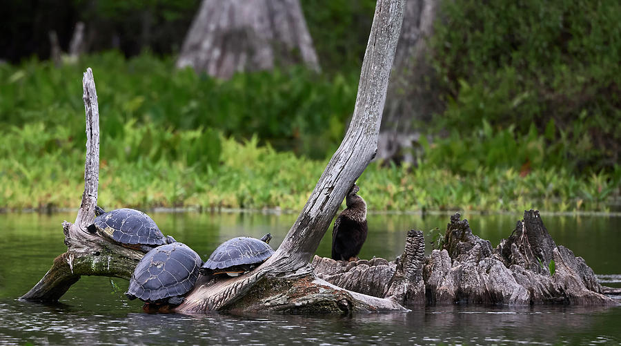 Turtle Sleepover Photograph by Bill Chambers
