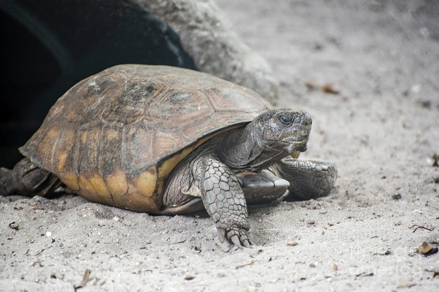 Turtle-sleepy Photograph by Judy Wolinsky