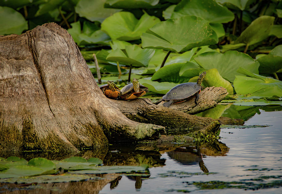 Turtle Stump Photograph