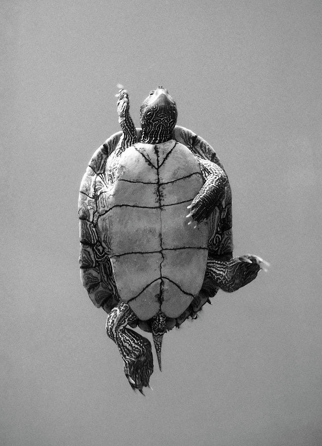 Turtle Swimming Overhead Photograph by George Jones