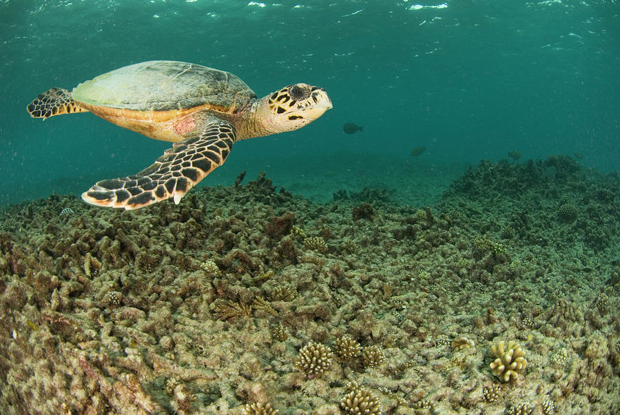 Turtle Swims Over Degraded Reef Photograph by Rainervonbrandis