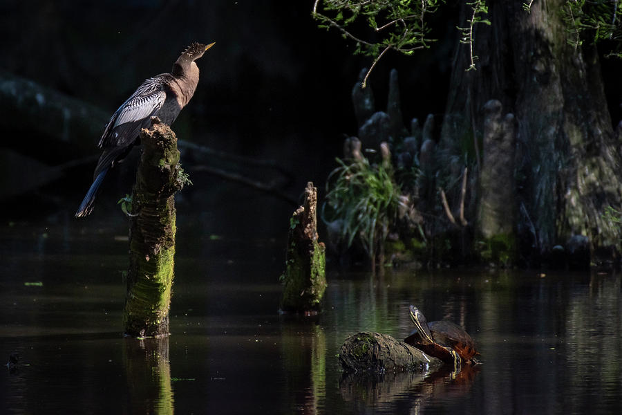 Turtle teaches anhinga to stick his neck out Photograph by Gary E Snyder