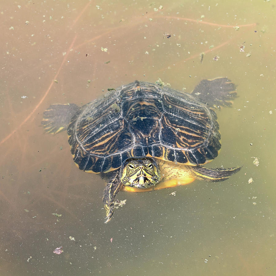 Turtle that floats on the water of the lake Photograph by ENZO Art in ...