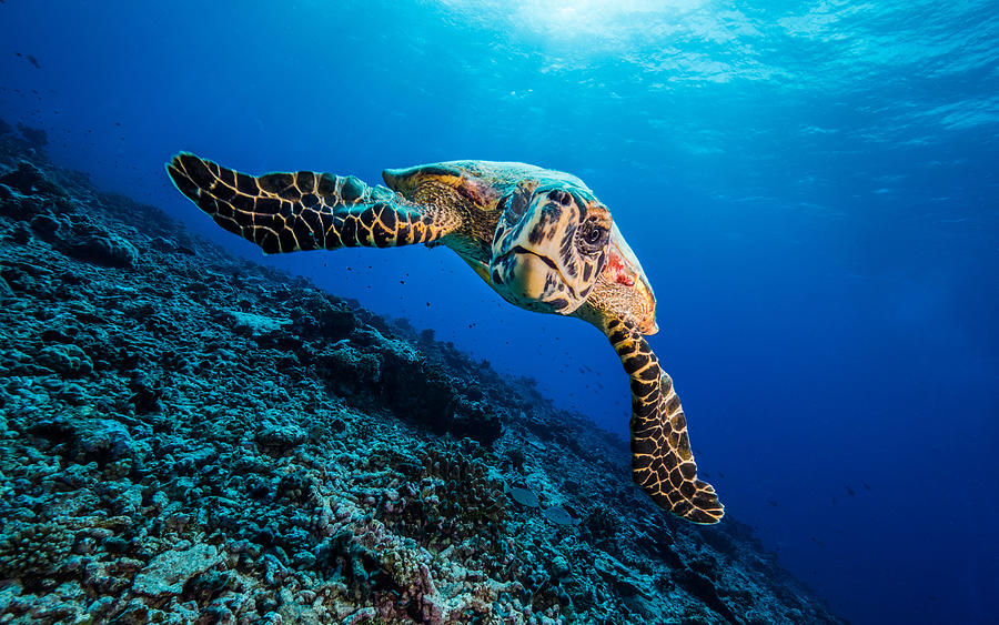 Turtle Photograph by Thomas Marti