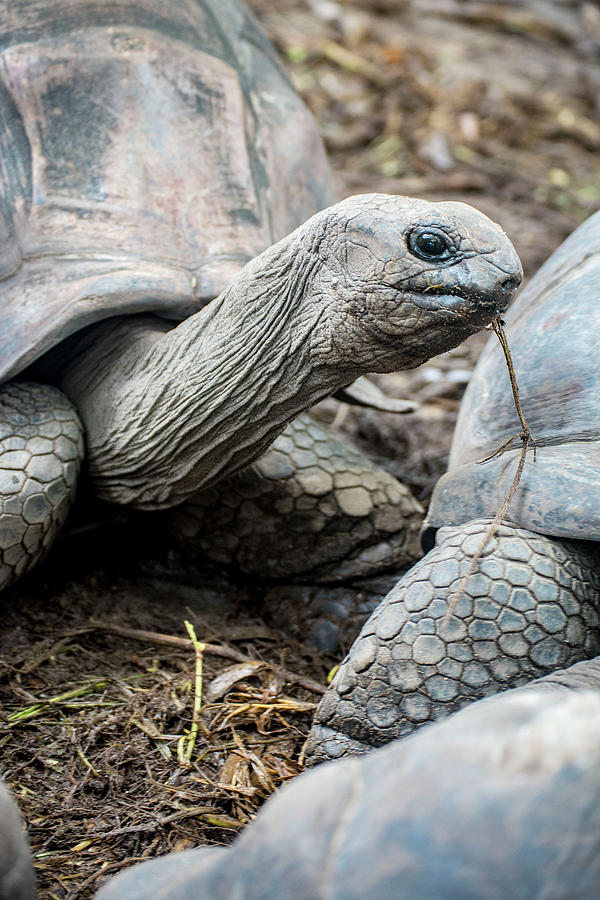 Turtle Time Photograph by Erich Krummer | Fine Art America