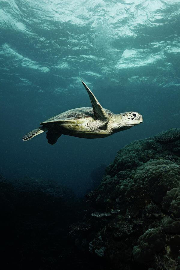Turtle Photograph by Underwater Graphics Turtle Photograph by Underwater Graphics