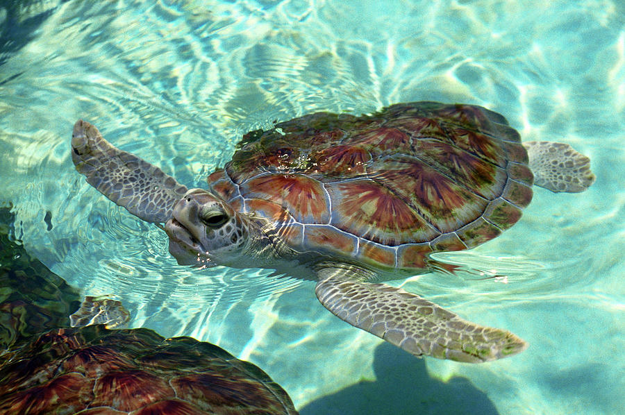 Turtle, Xcaret, Quintana Roo Mexico Digital Art by Aldo Pavan
