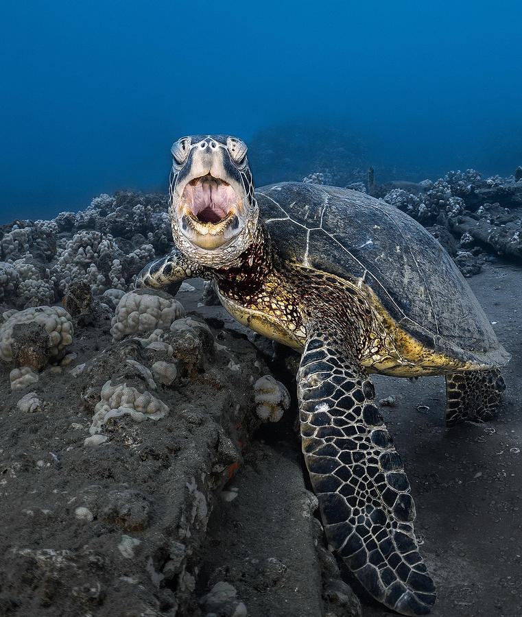 Turtle Yawning Photograph by Jennifer Lu