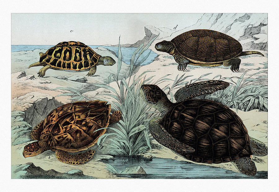 Turtles and Tortoises Painting by Gotthilf Heinrich von Schubert