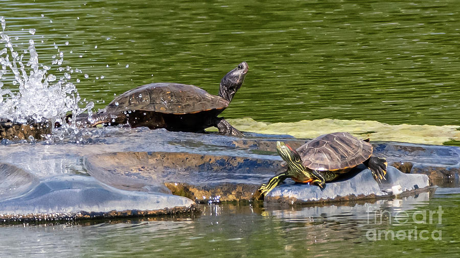 Turtles Photograph by Brenda Gray - Fine Art America