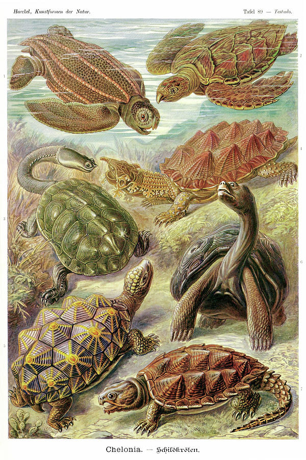 Turtles Painting by Ernst  Haekel