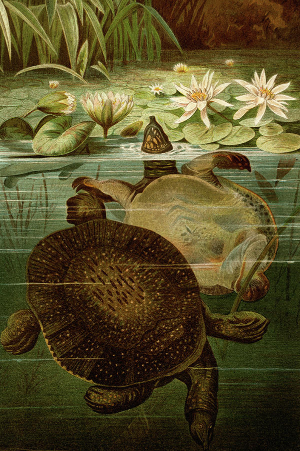 Turtles Painting by F.W.  Kuhnert