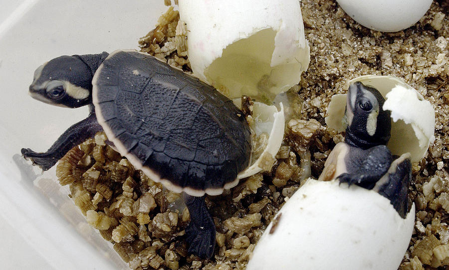 Turtles Hatch In New York Photograph by Chip East - Fine Art America