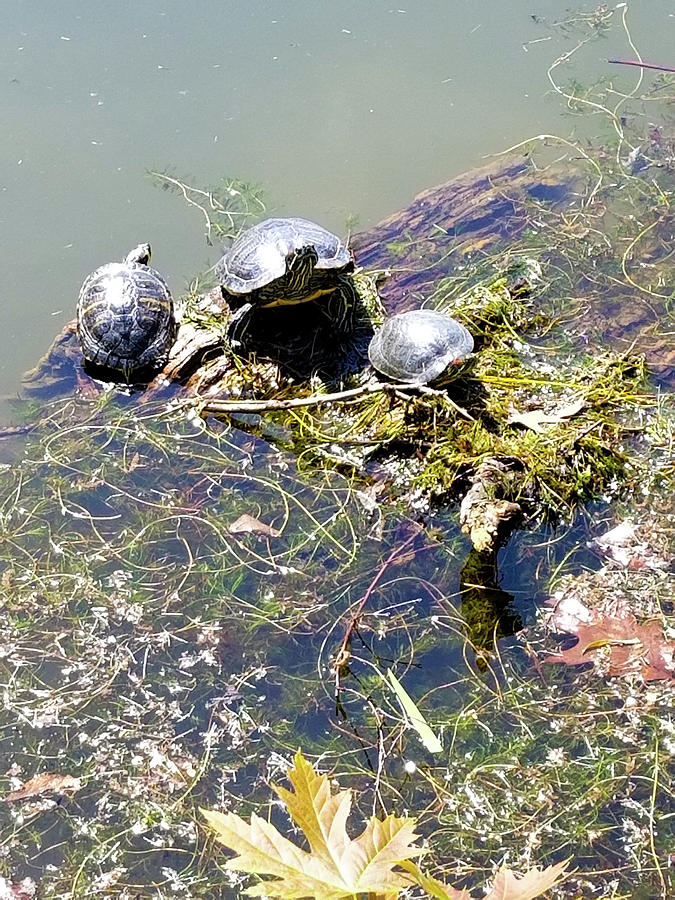 Turtles in Jamaica pond Boston Photograph by Ronald McGowan - Pixels