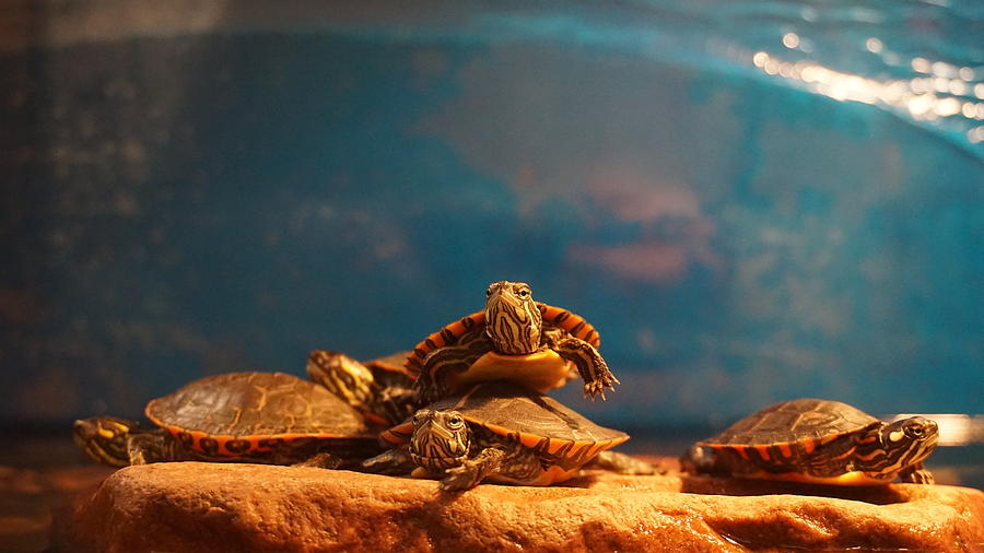 Turtles on Top of Each Other Photograph by Yehuda Zev Zitter - Fine Art ...