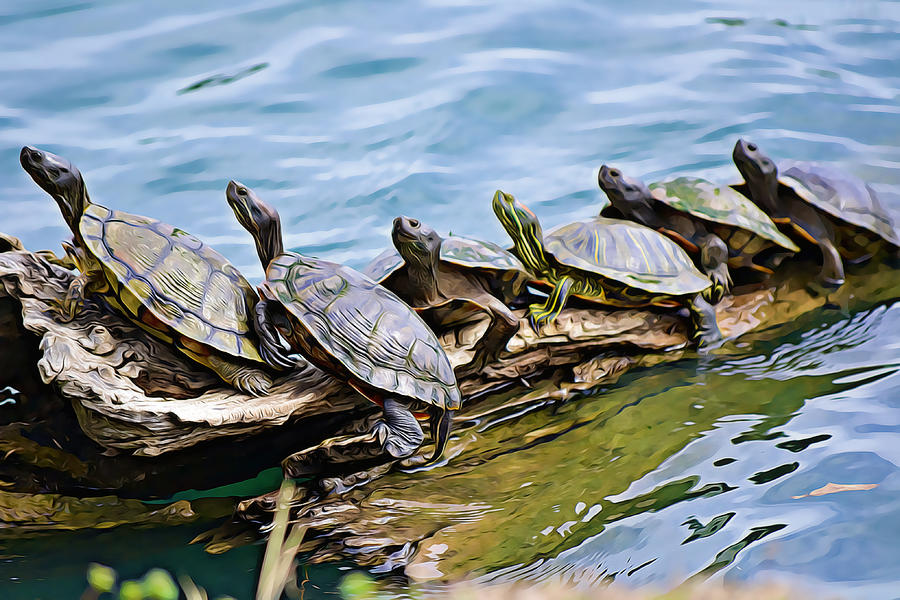 Turtles Sharing the Log Photograph by Gaby Ethington