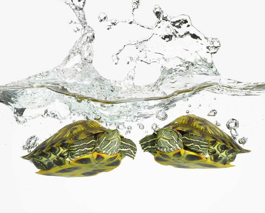 Turtles Under Water Photograph by Don Farrall