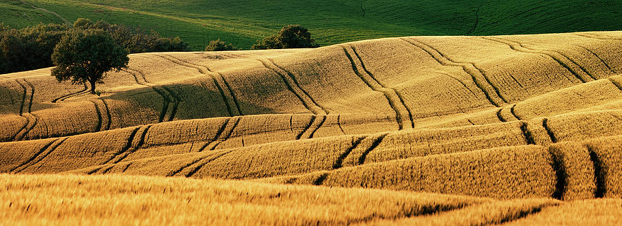 Tuscan Barley Blanket Photograph by Paul Bruins Photography