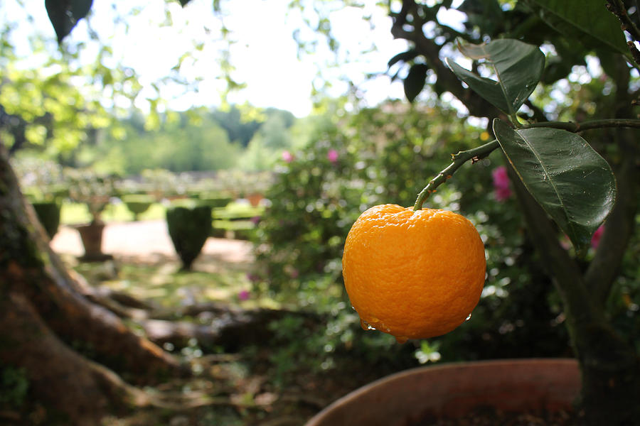 Tuscan Orange Photograph