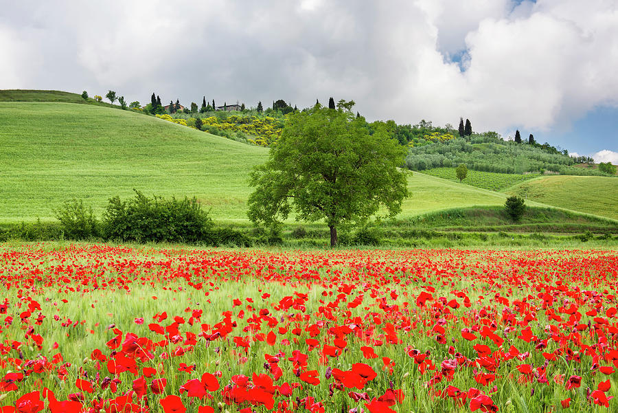 Tuscan Poppies Photograph by Michael Blanchette Photography - Fine Art ...