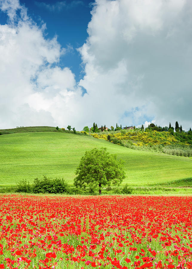 Tree Photograph - Tuscan Poppies - Vertical by Michael Blanchette Photography