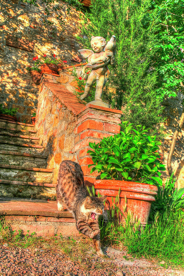 Tuscan Vertical Cat On Stairs Photograph by Robert Goldwitz