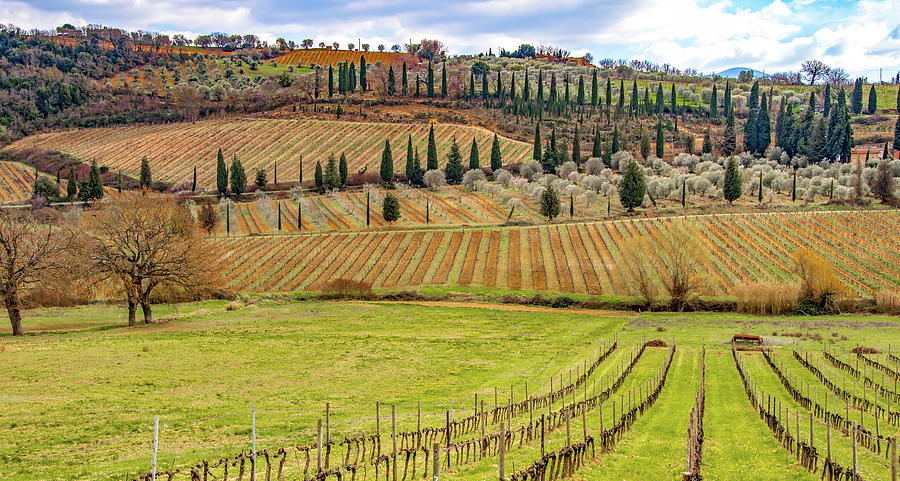 Tuscan Vineyard View Photograph by Marcy Wielfaert