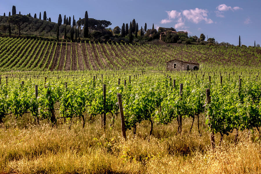 Tuscan vineyard Photograph by Wolfgang Stocker