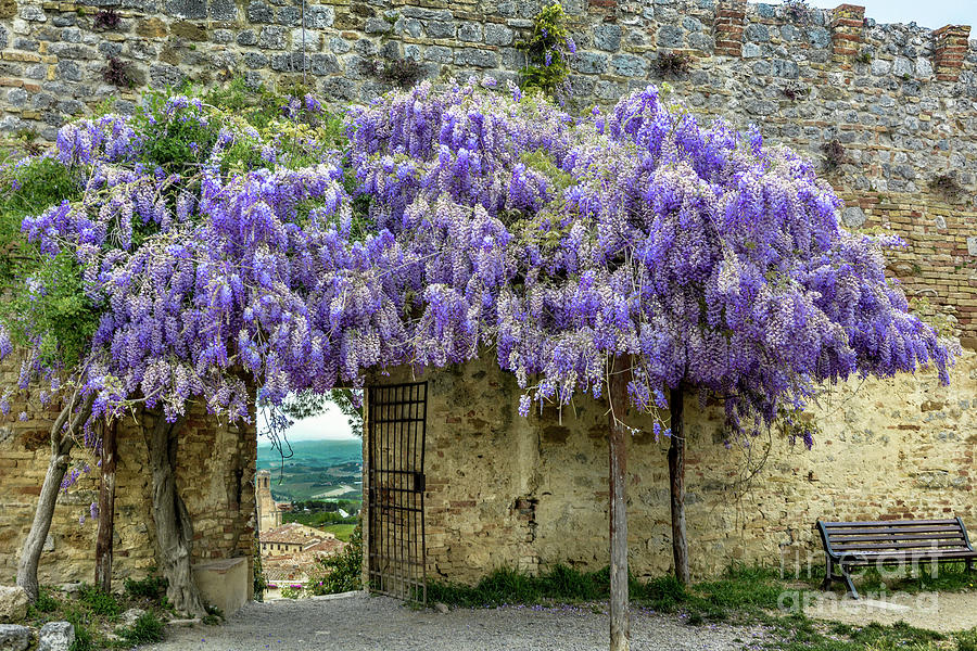 Tuscan Wisteria Photograph by David Meznarich