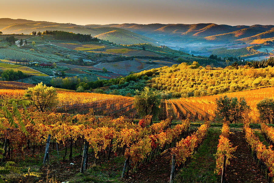 Tuscany, Chianti, Vineyards, Italy Digital Art by Olimpio Fantuz
