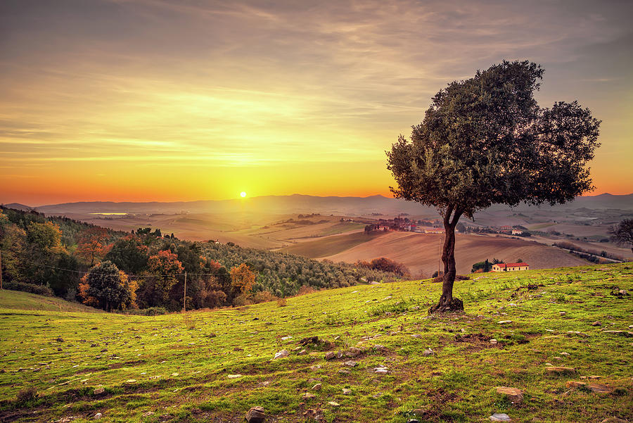 Windy Olive Tree at Sunset Photograph by Stefano Orazzini