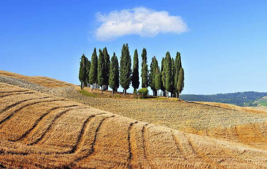 Nature Digital Art - Tuscany, Cypress Trees, Italy by Luca Da Ros
