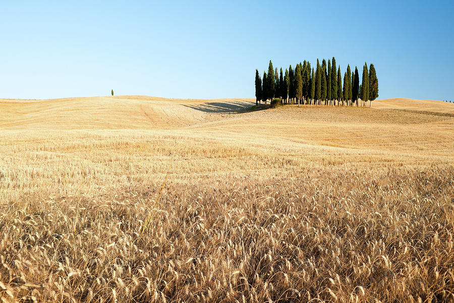 Tuscany, Cypress Trees, Orcia Valley Digital Art by Jordan Banks