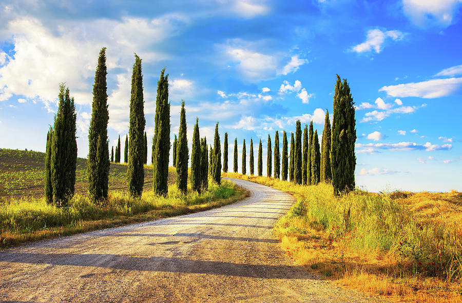 Country Road and Cypress Trees Photograph by Stefano Orazzini